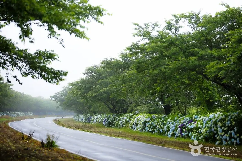 녹산로 유채꽃도로
