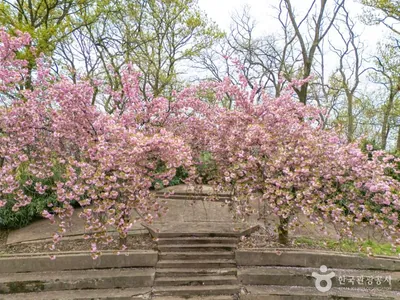 화원동산